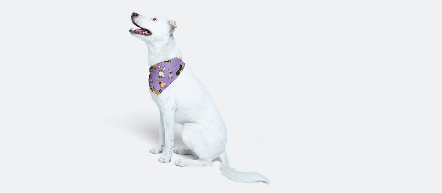 UltraModal™ BuddyBands™ | Pardon my Frenchies