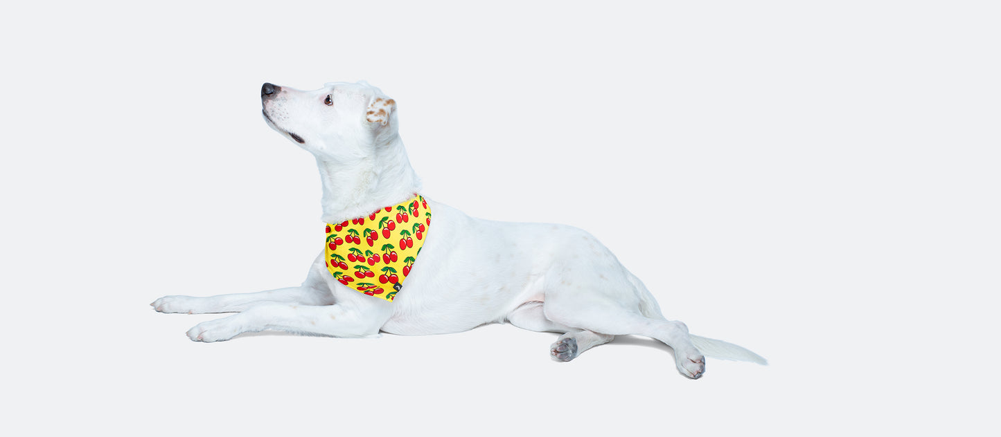 UltraModal™ BuddyBands™ | Cherries