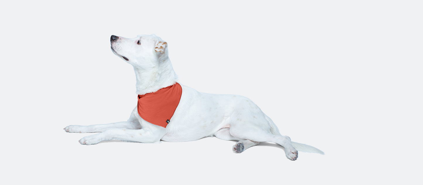UltraModal™ BuddyBands™ | Papaya