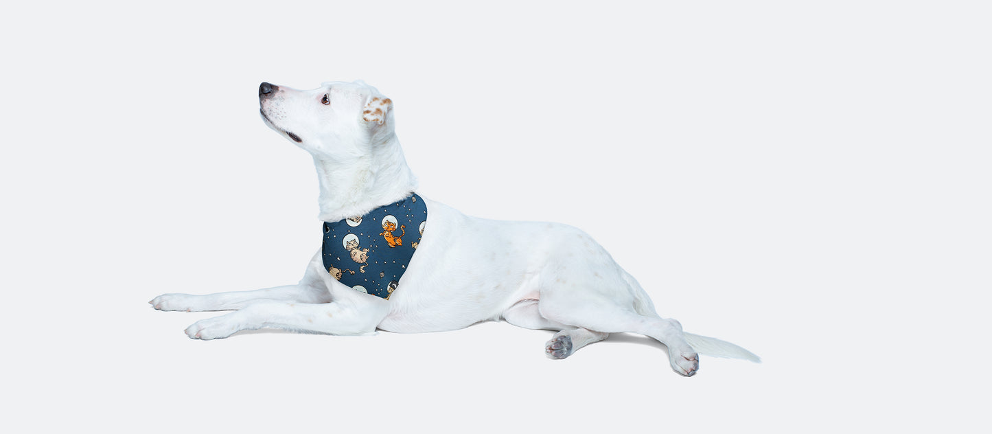 UltraModal™ BuddyBands™ | Houston, We Have A Purr-oblem