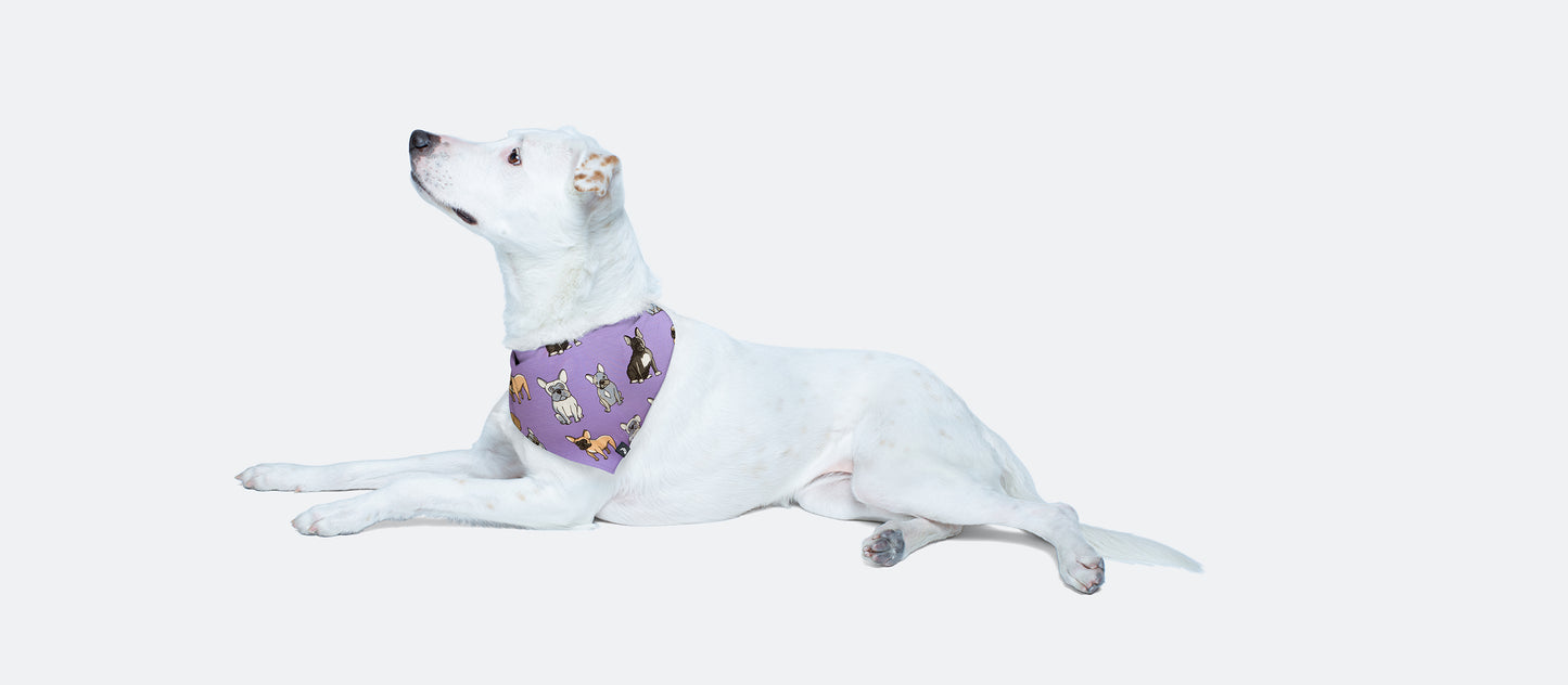 UltraModal™ BuddyBands™ | Pardon my Frenchies