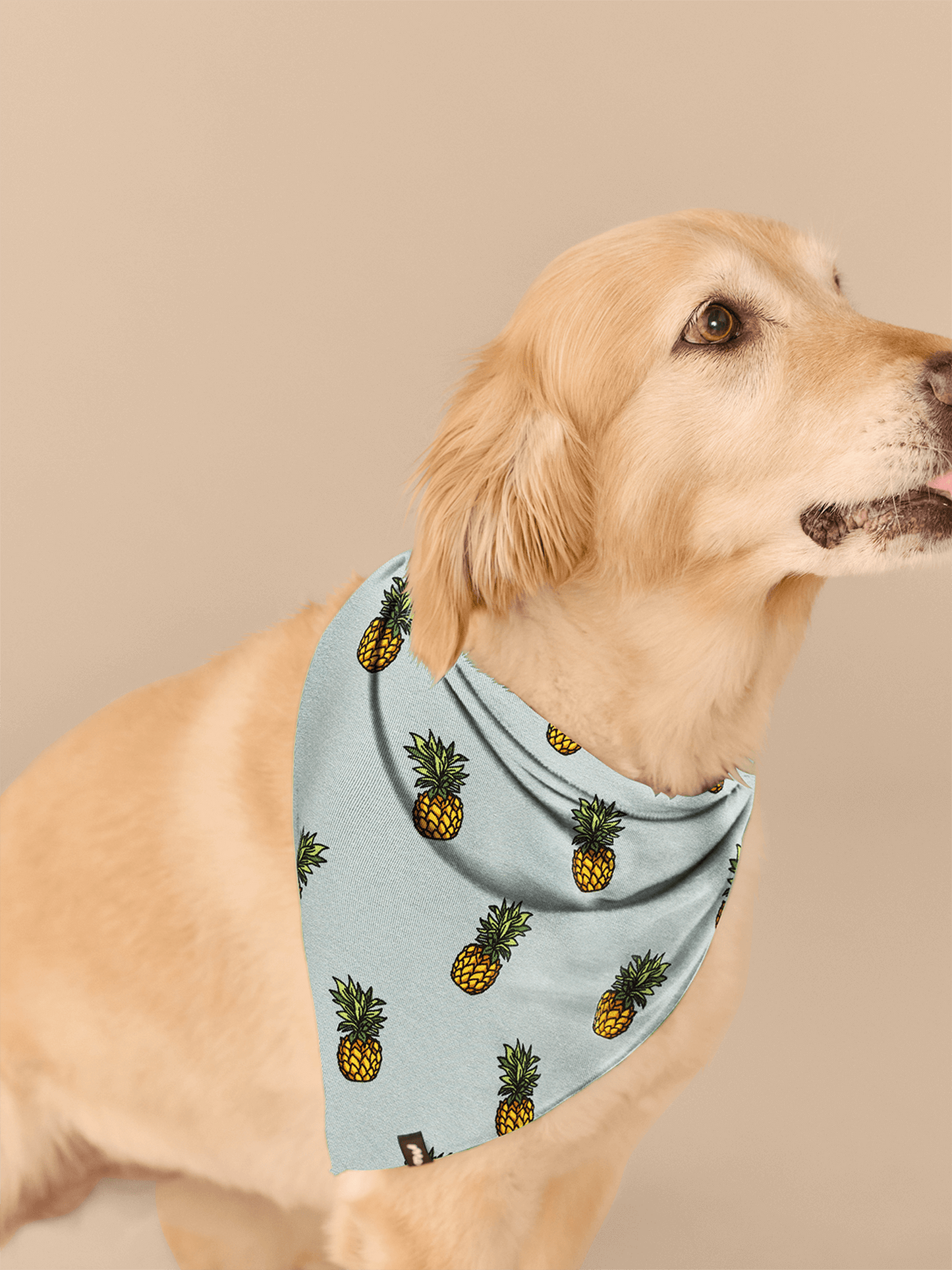 UltraModal™ BuddyBands™  | Pineapples