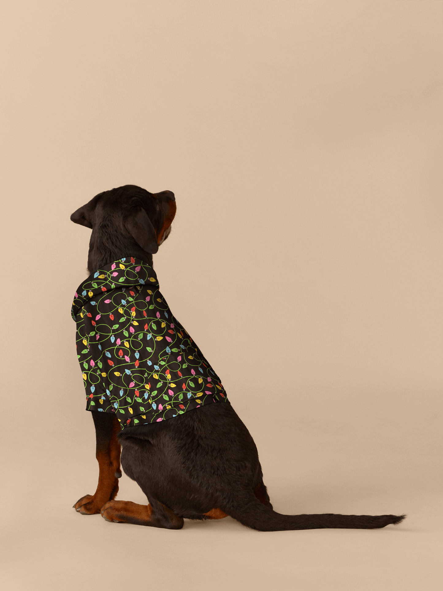 Dog Hoodie | String Lights